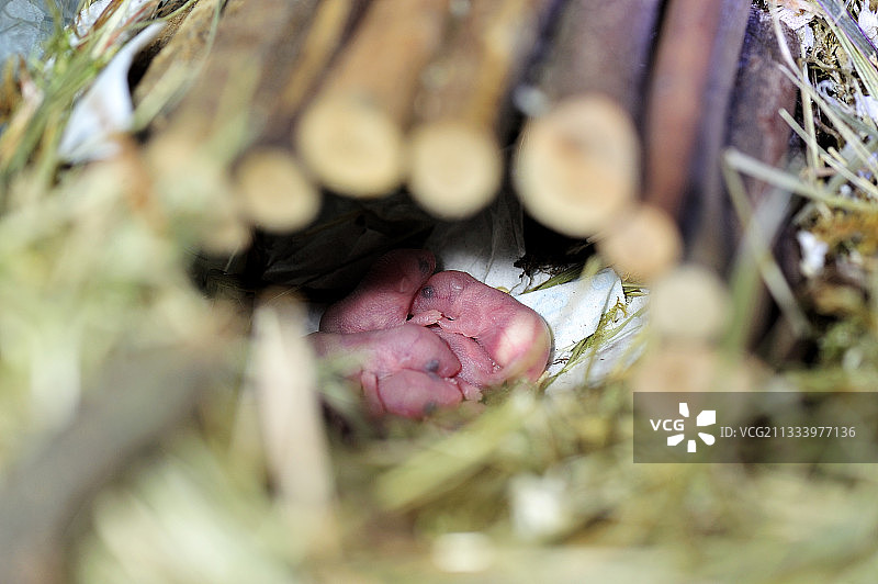 玻璃容器内的新生家鼠图片素材