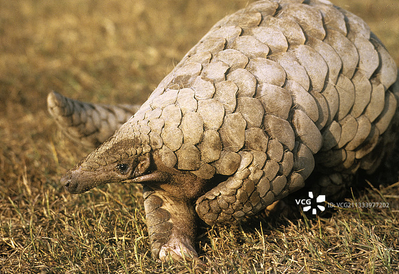 厚尾穿山甲图片素材
