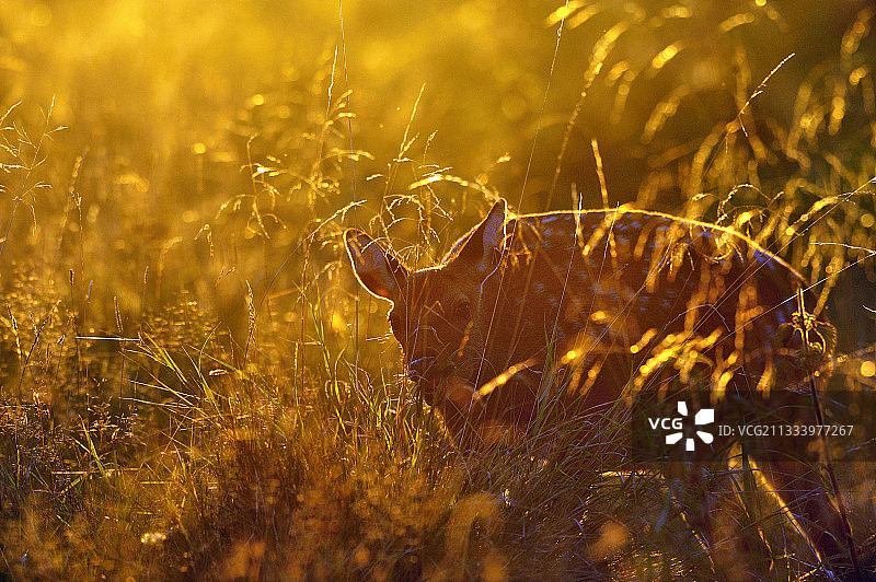 丹麦草地上的小黇鹿图片素材