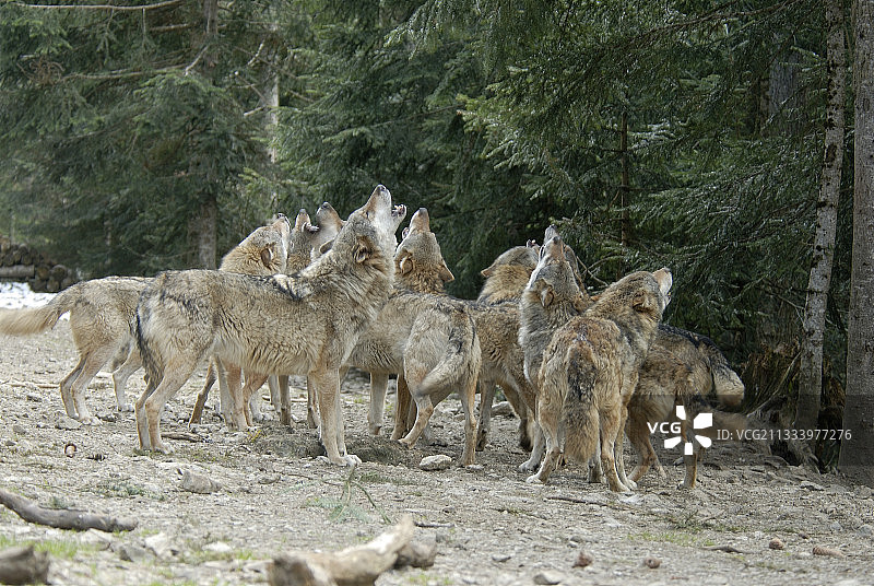 法国圣马丁-韦叙比耶的群狼嚎叫图片素材