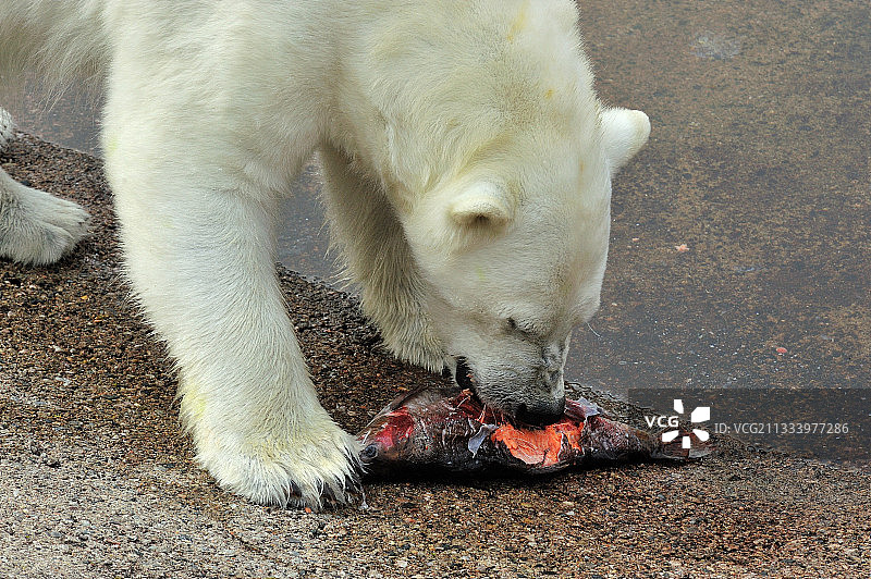 在海滨吃鲑鱼的北极熊图片素材