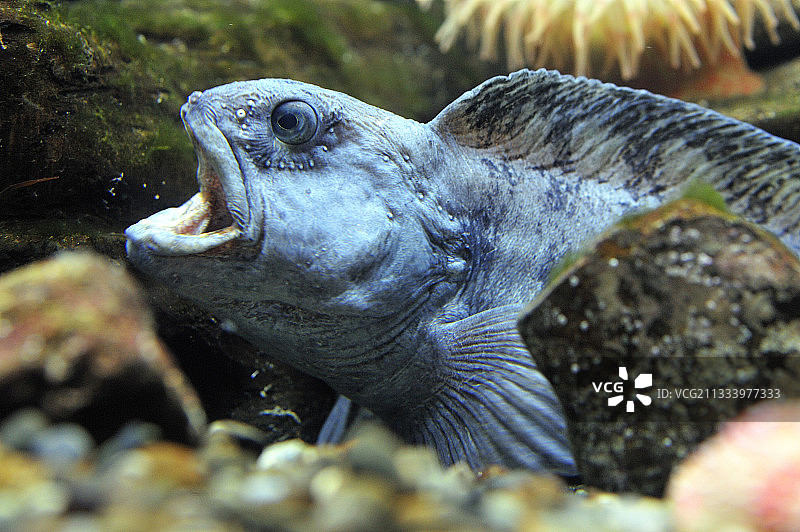 大西洋狼鱼肖像图片素材