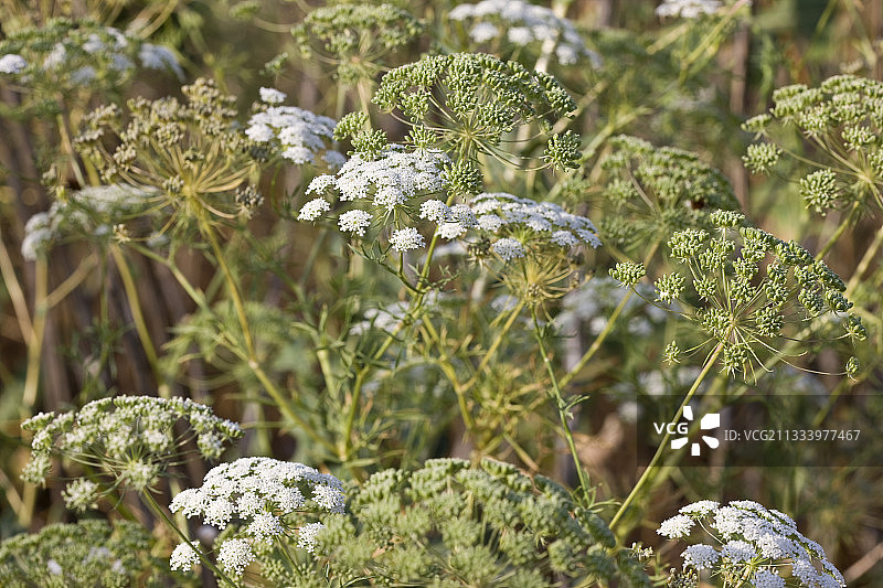 法国普罗旺斯的白色阿米芹花图片素材