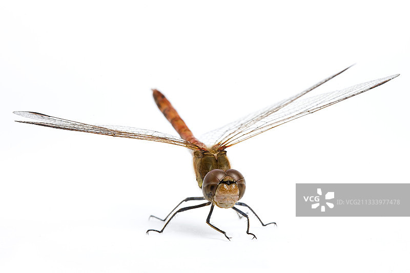 棚拍的雄性红蜻蜓成虫图片素材