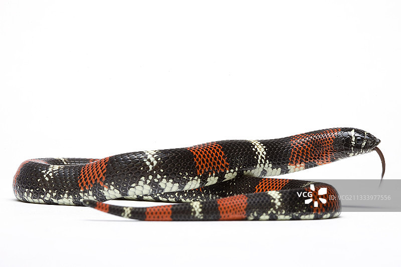 来自南美洲的环纹猪鼻蛇图片素材