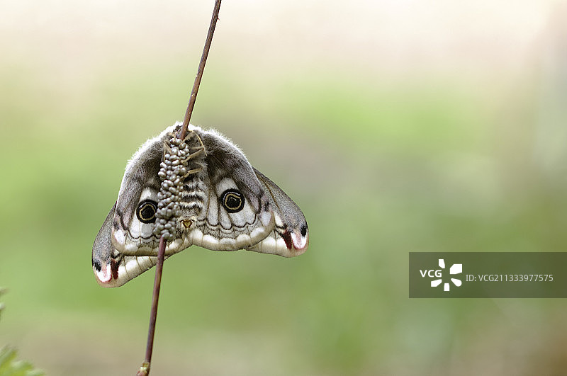 躺在杆子上的小个子女人图片素材