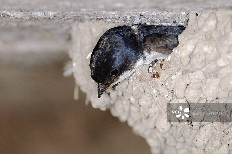 法国巢中的家燕图片素材