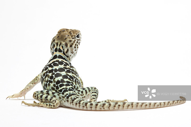 来自美国的年轻丽纹蜥蜴在工作室图片素材