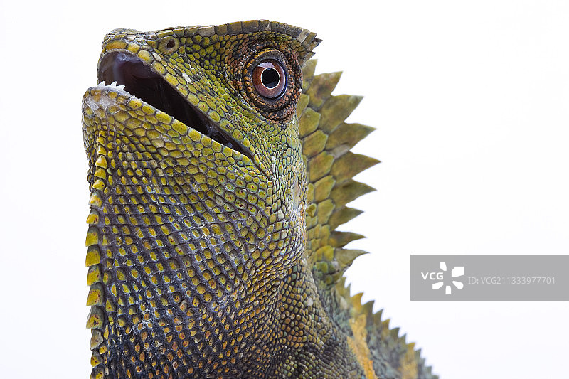 棚拍爪哇变色龙森林龙肖像图片素材