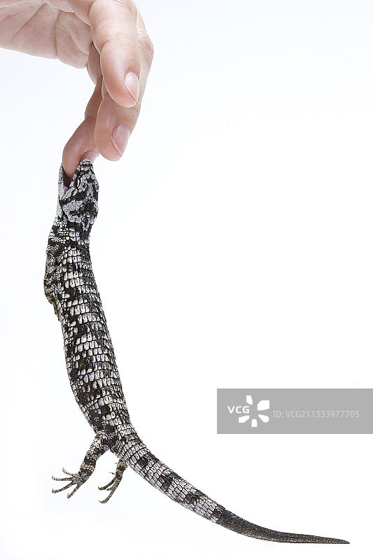 中美洲本地植物图片素材