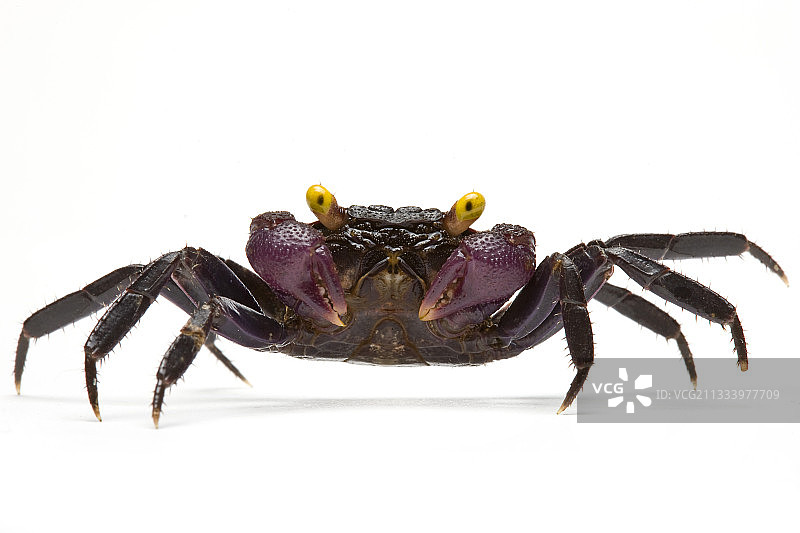 苏拉威西岛的蟹吸血鬼图片素材