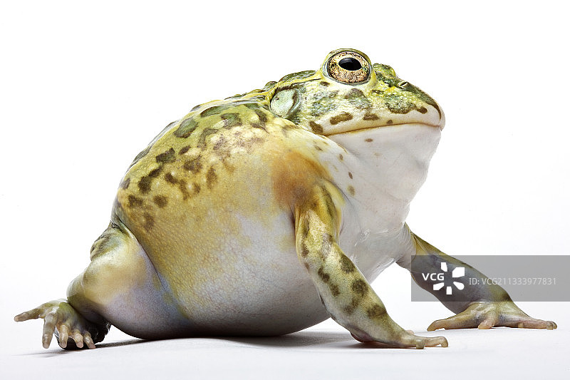 影棚里的非洲牛蛙图片素材