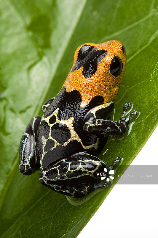 来自秘鲁的红头毒蛙图片素材