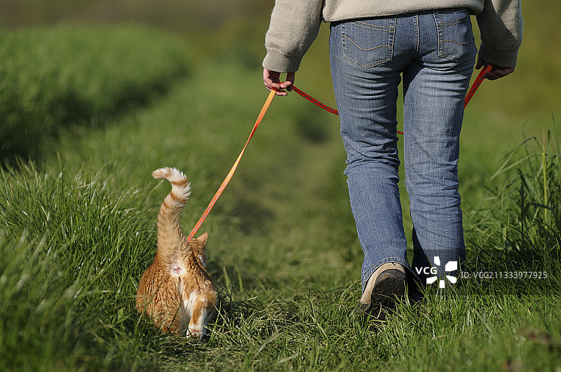 猫与被挽具抱住的主人一起散步图片素材