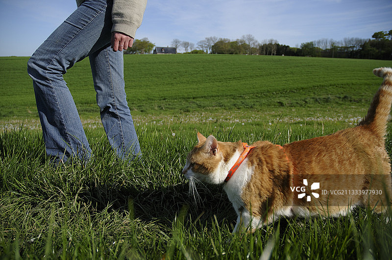 猫与被挽具抱住的主人一起散步图片素材