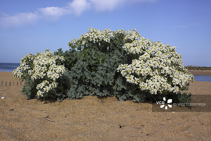 海滩上的海甘蓝图片素材
