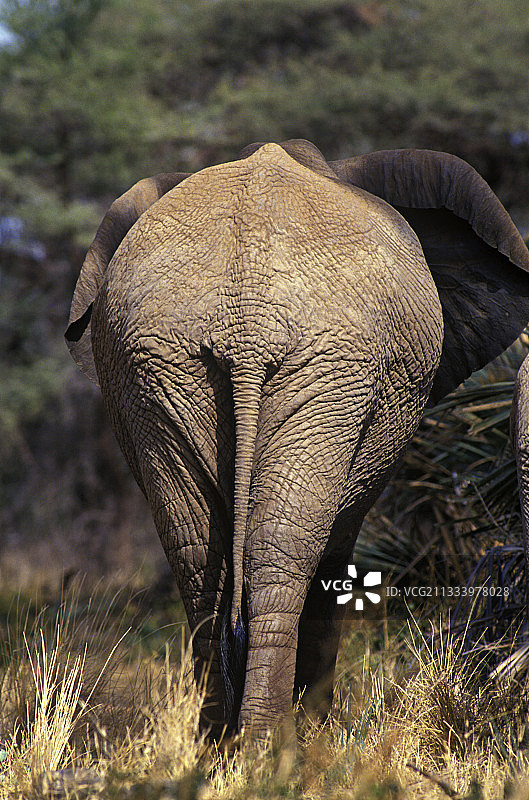 非洲象图片素材