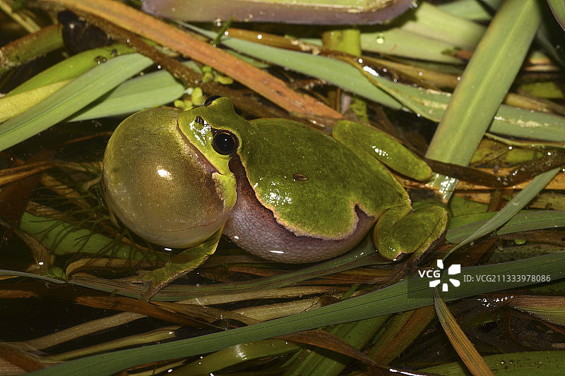 欧洲树蛙雄性鸣叫图片素材