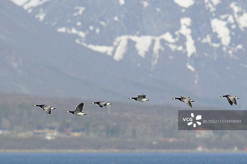 飞行中的白额雁，挪威图片素材
