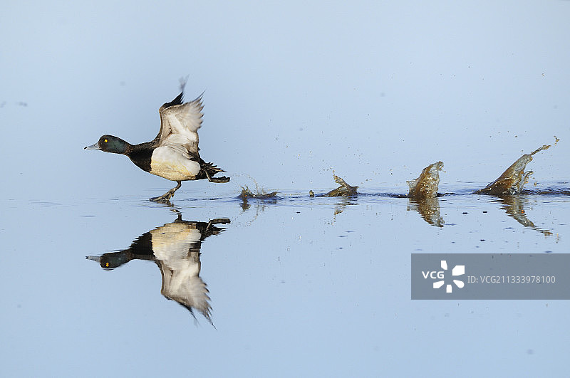 2010年自然影像节评审团大奖图片素材