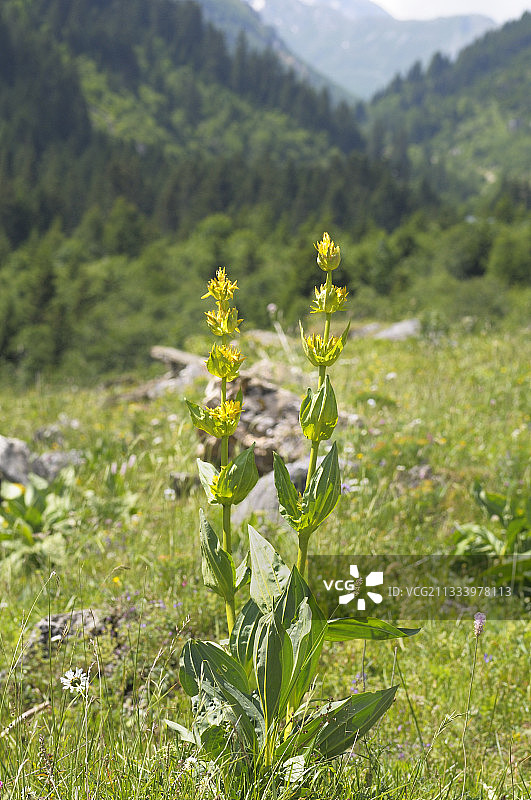法国阿尔卑斯山的大黄龙胆花图片素材