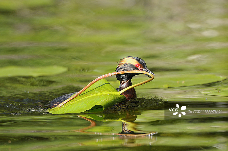 角䴙䴘拖着睡莲叶，瑞典图片素材
