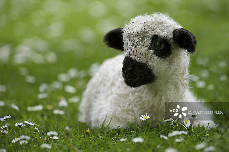 躺在南美洲草地上的羊羔图片素材