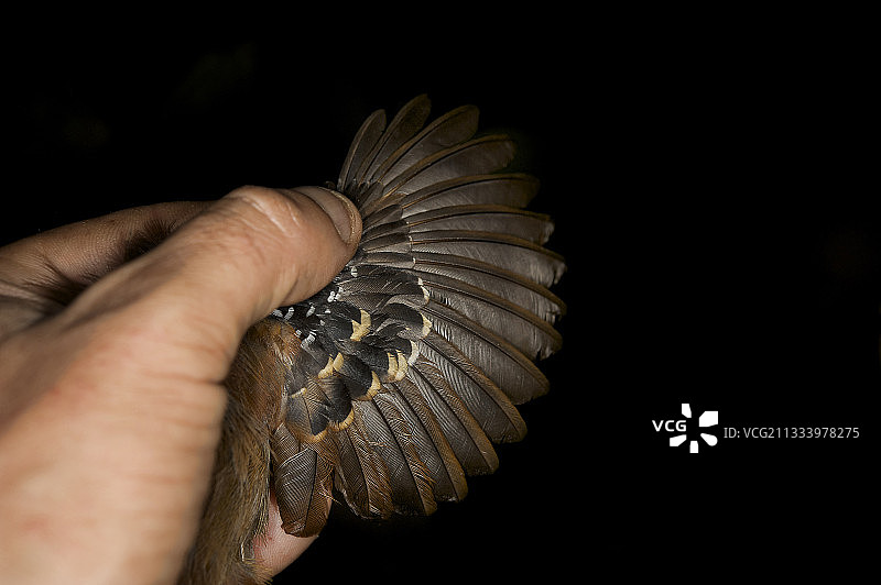 南美洲铁背蚁鸟图片素材