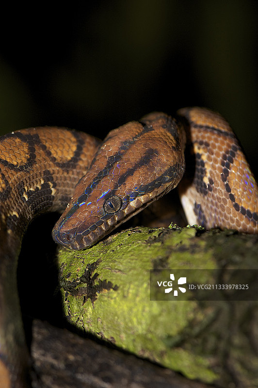 南美洲彩虹蚺肖像图片素材