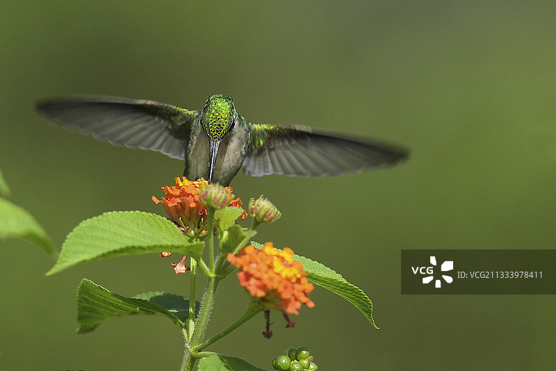 蓝尾翠蜂鸟在南美洲给花朵授粉图片素材