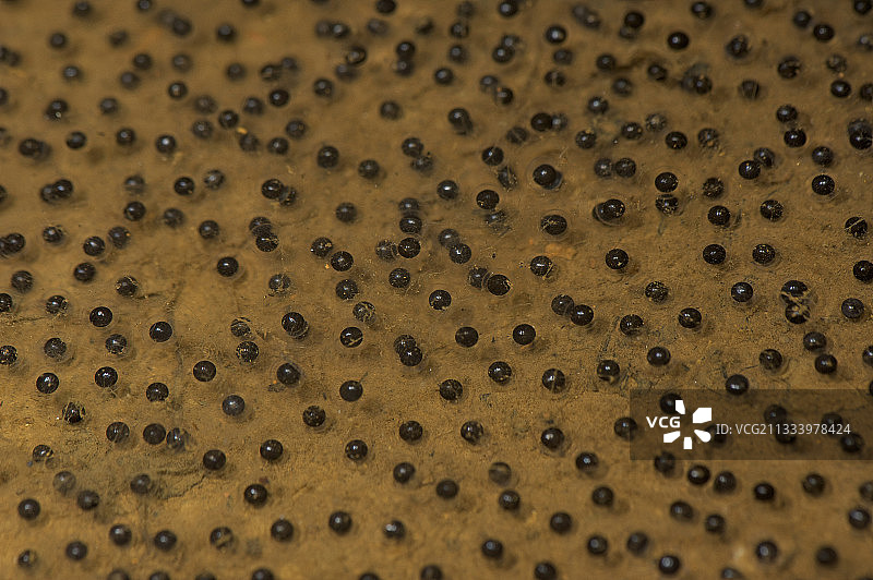 南美洲的树蛙卵图片素材