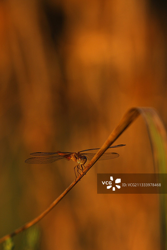 卡马格的红脉蜻蜓图片素材