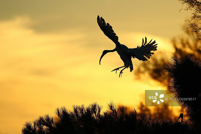 黄昏时分降落在Pont de Gau卡马格的圣鹮图片素材