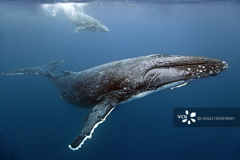 南太平洋汤加的座头鲸及其幼崽图片素材