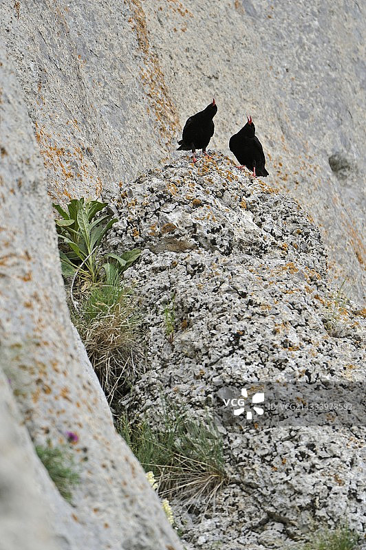 红嘴山鸦情侣在法国阿尔卑斯山岩石上歌唱图片素材