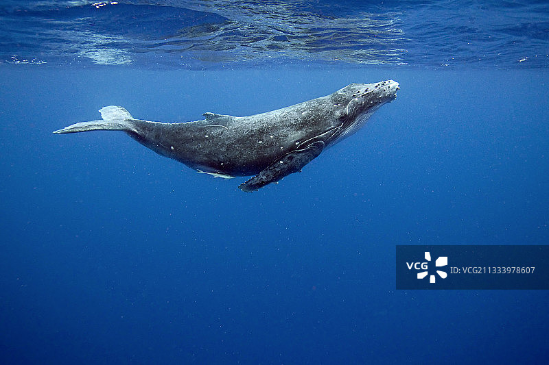 座头鲸和幼崽，南太平洋汤加图片素材