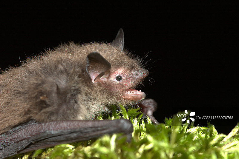 法国伊泽尔省的鼠耳蝠肖像图片素材