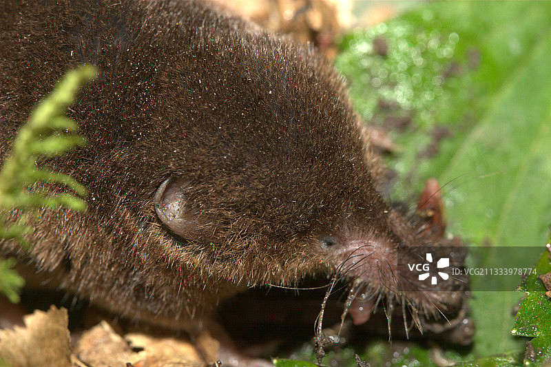 法国伊泽尔的鼩鼱肖像图片素材