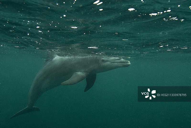 带有信标的常驻海豚图片素材