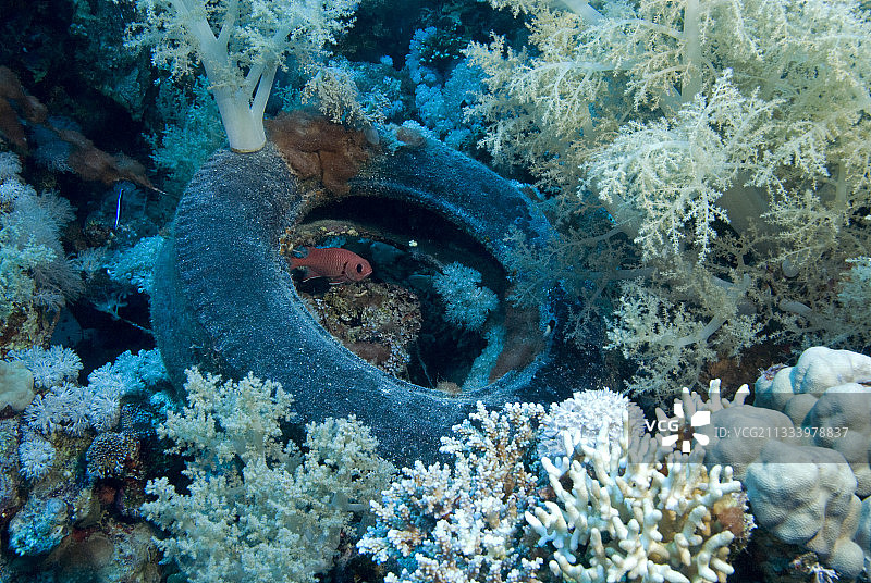 埃及红海的污染图片素材