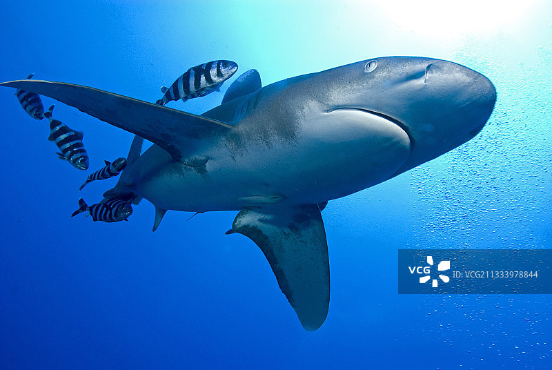 埃及红海的远洋白鳍鲨图片素材