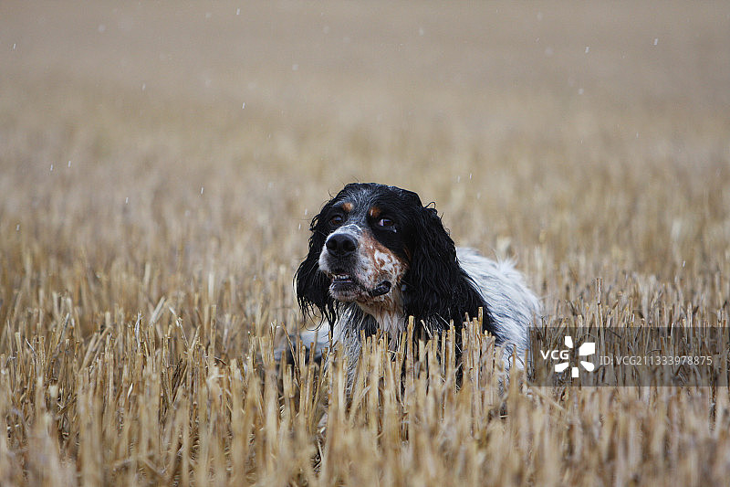 在法国麦茬地里停留的英国雪达犬图片素材