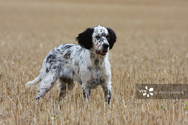 在法国麦茬地里停留的英国雪达犬图片素材