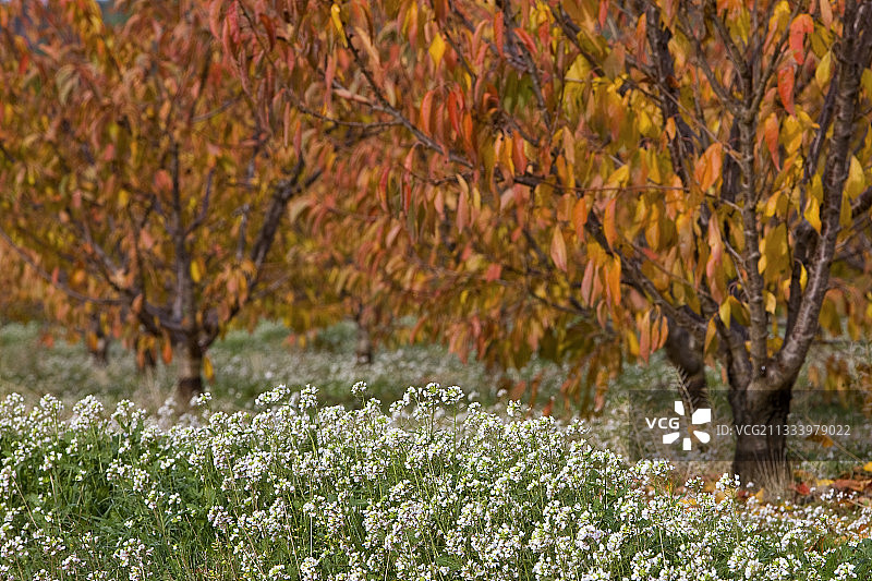 普罗旺斯秋季樱桃树与假蝇图片素材