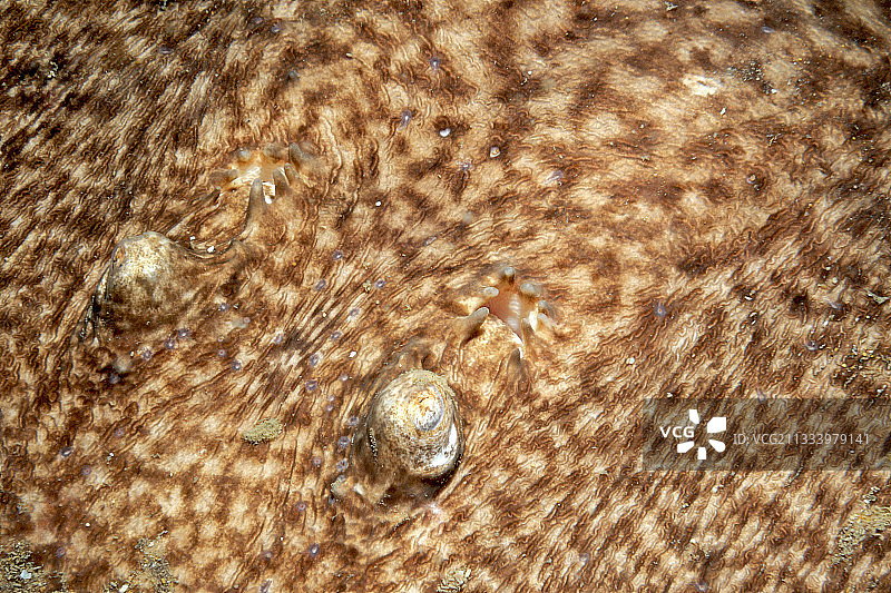 大西洋法国奥莱龙岛的斑点鱼雷眼睛图片素材