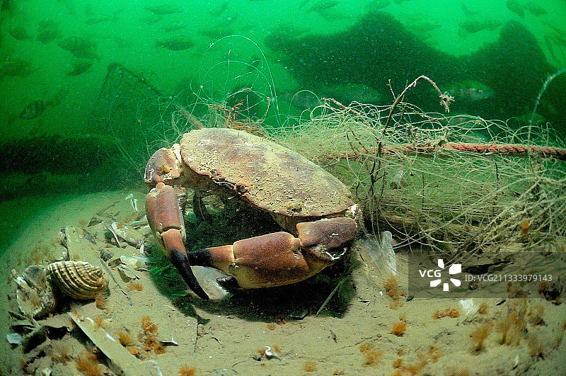 法国奥莱龙大西洋被网捕获的螃蟹图片素材