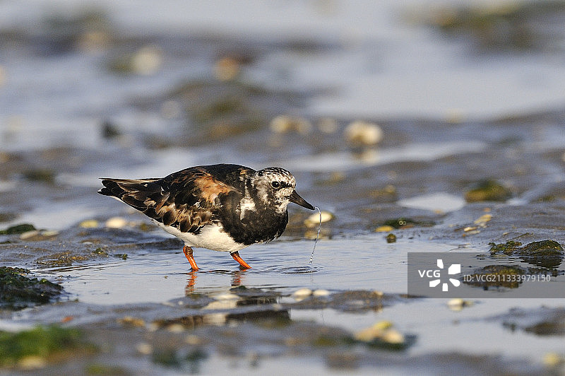 圣布里厄克湾的翻石鹬（法国布列塔尼）图片素材