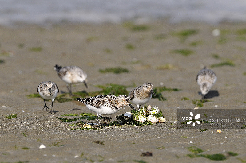 在北极迁徙中途停留地换羽的鸟群图片素材