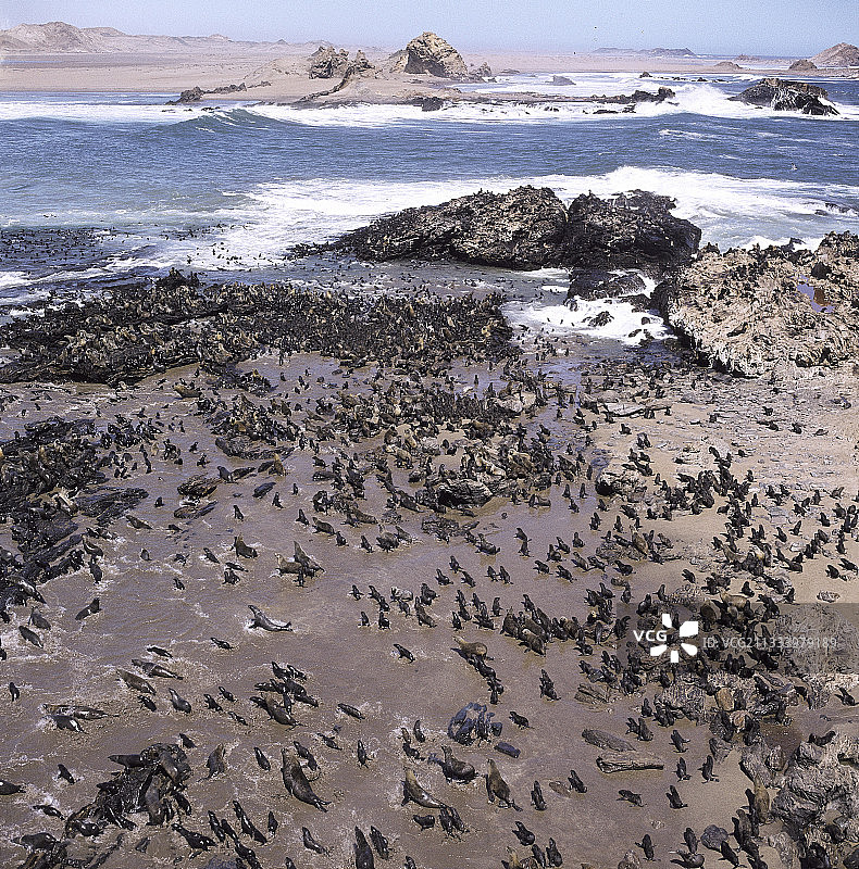 纳米比亚，黑色岩石上的海豹群图片素材