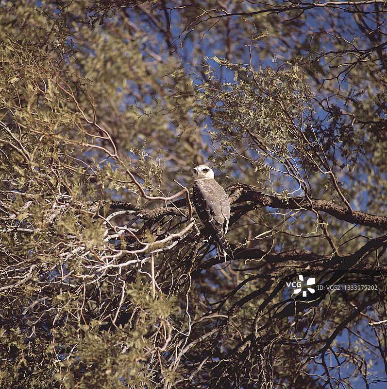 卡拉哈里沙漠中的黑肩鸢，南非图片素材